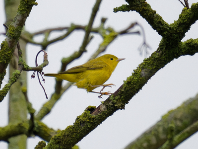 Yellow Warbler